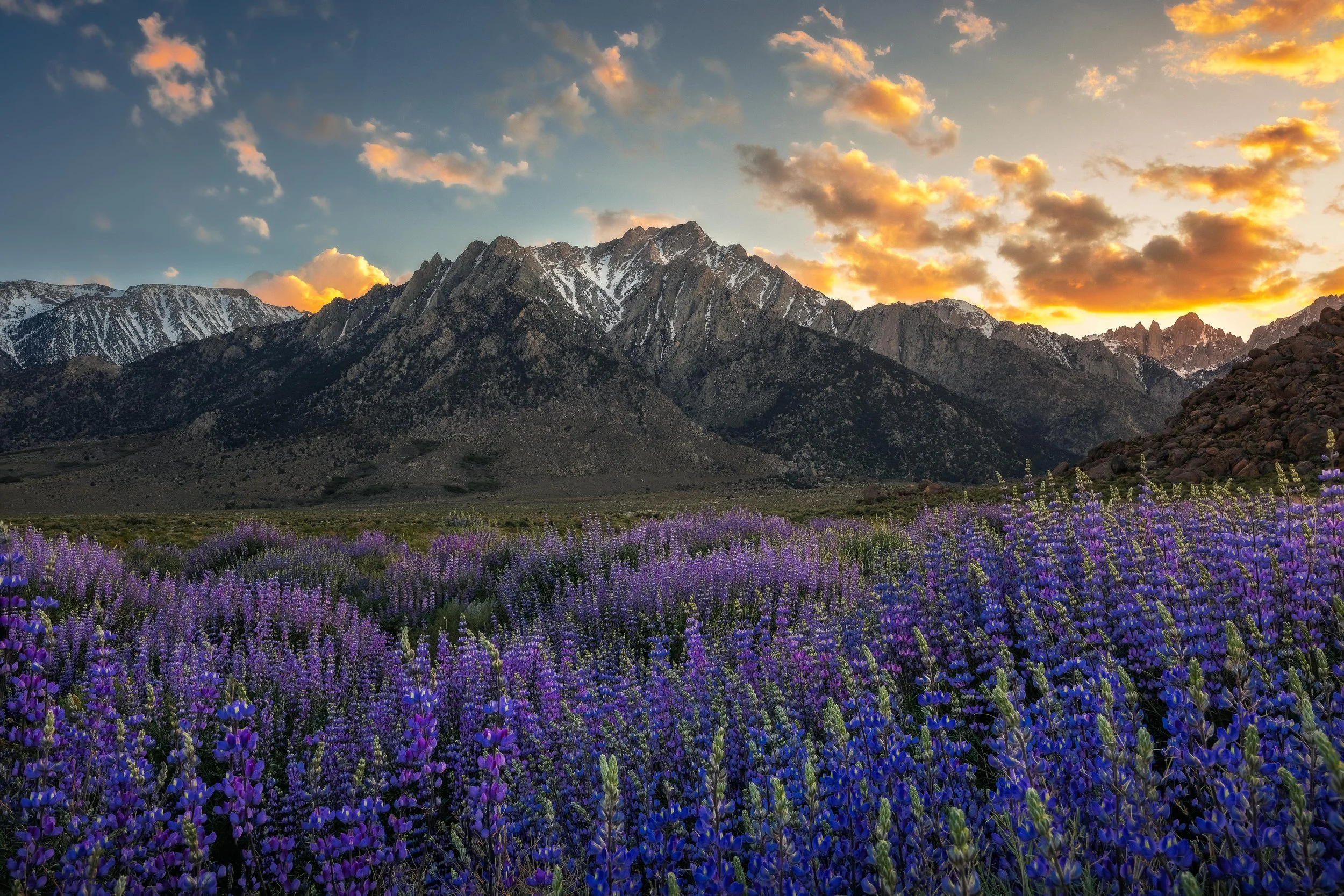 Alabama Hills Photography Workshop (Prime Lupine Season May 2025